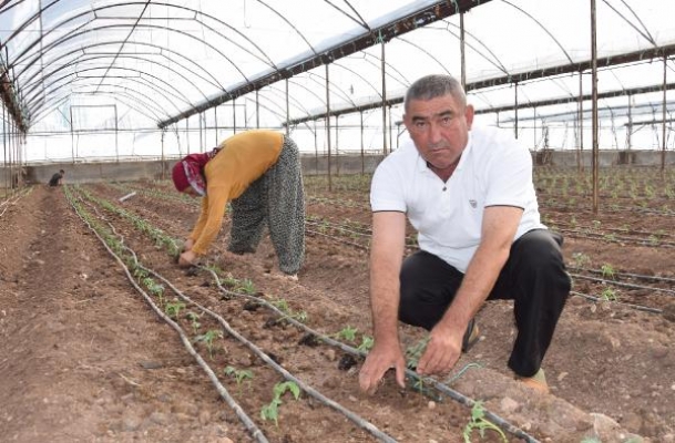 Kumluca'da 50 milyon domates fidesi dikiliyor