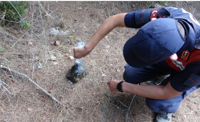 Manavgat'ta jandarma, kaplumbağayı yanmaktan kurtardı