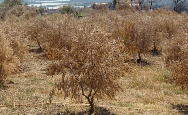 Manavgat’ta yangından sonra zeytin ve zeytinyağı zararı 100 milyon TL
