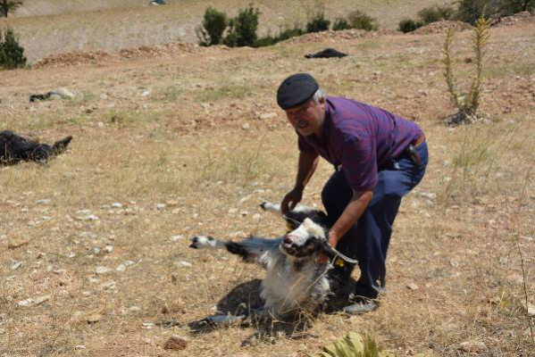 Tarla etrafına dökülen gübreyi yiyen 25 keçi öldü
