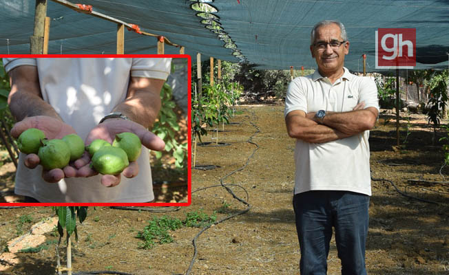 Aksu'da emekli okul müdüründen tropikal meyve bahçesi
