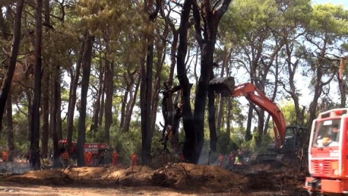 Orman işçisi devrilen ağacın altında kalmaktan son anda kurtuldu