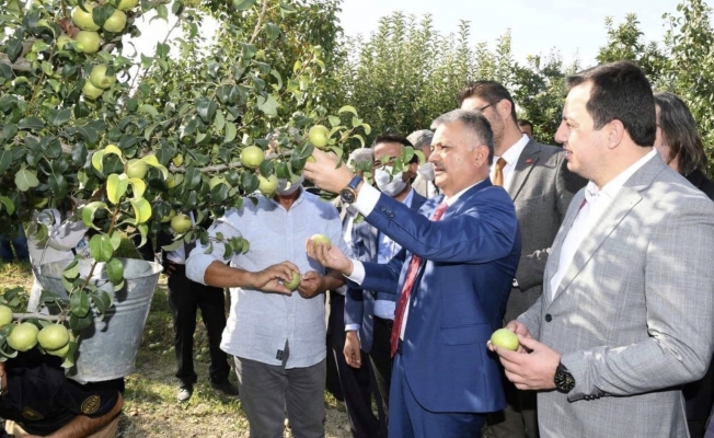 Vali Yazıcı, Karyağdı Armudunun hasadını gerçekleştirdi