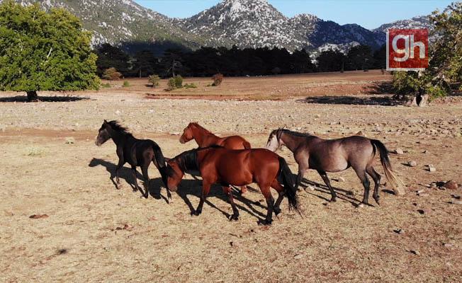 'Yılkı atları' yaşam alanlarına geri döndü