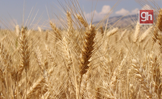 Büyükşehirden çiftçiye hibe buğday tohumu desteği