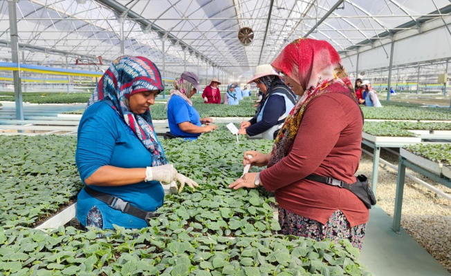 Fide üretim tesisleri 5 bin kadına ekmek kapısı oluyor