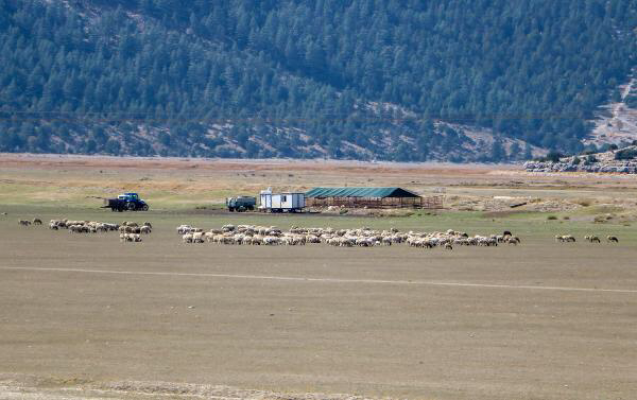 Kuruyan Avlan Gölü'nde, hayvanlar otluyor