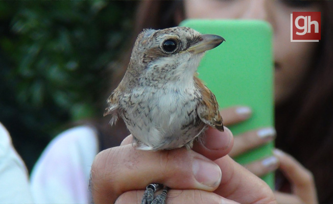  Üniversiteli gençler, doğada kuşların yaşamını öğrenmek için bir araya geldi
