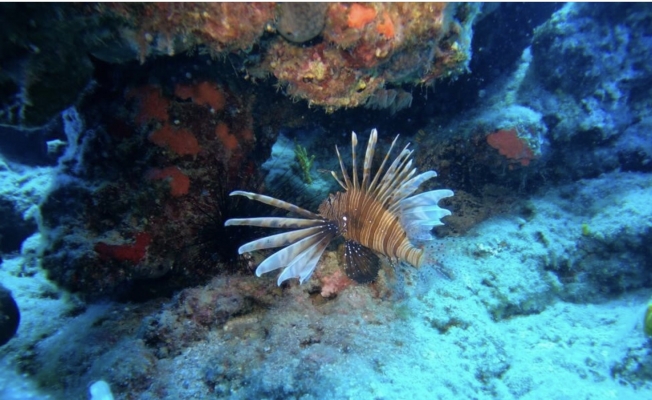 Kızıldeniz’den gelip Akdeniz’i istila eden balık türü sayısı, 66’ya yükseldi