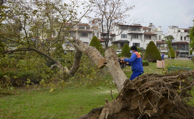 Muratpaşa’da devrilen 170 ağaca müdahale