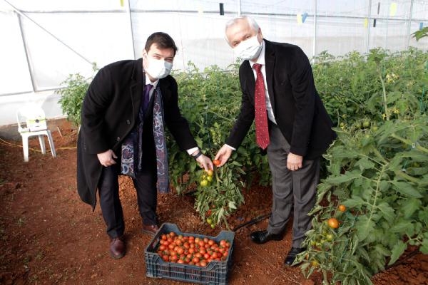 Ürüne özgü sera plastiği çalışmalarında ilk hasat heyecanı Ürüne özgü sera plastiği çalışmalarında ilk hasat heyecanı