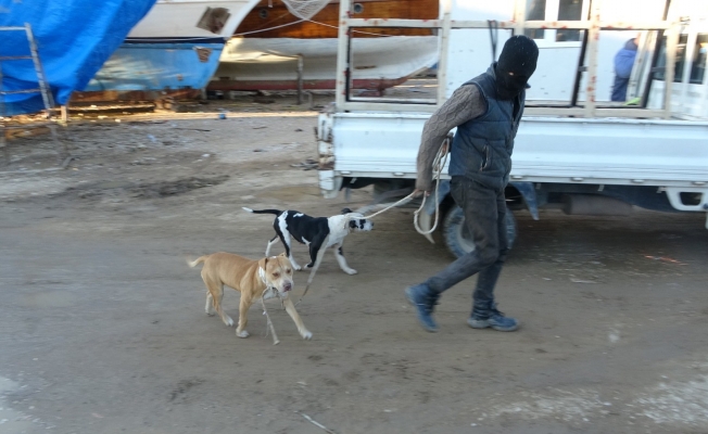 Sokağa bırakılıp aç kalan pitbullar, 1 günlük keçi yavrusunu alıp kaçtı