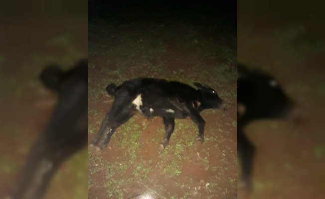 Manavgat'ta yabani inek ve 8 aylık yavrusunu telef ettiler Manavgat'ta yabani inek ve 8 aylık yavrusunu telef ettiler