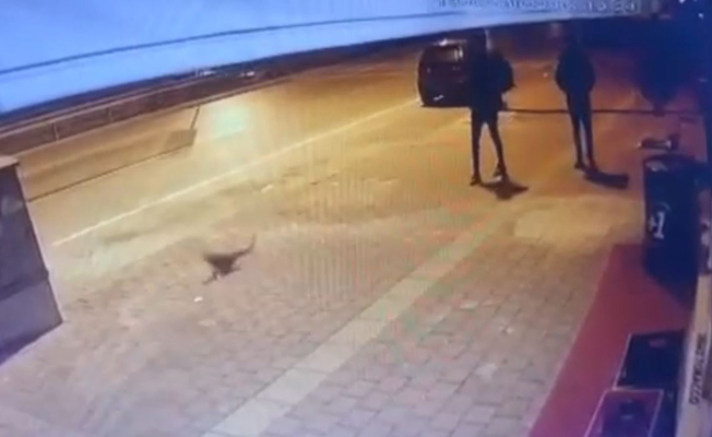Vicdansızlar! Kediyi tekmeleyerek metrelerce havaya uçurdular... Vicdansızlar! Kediyi tekmeleyerek metrelerce havaya uçurdular...