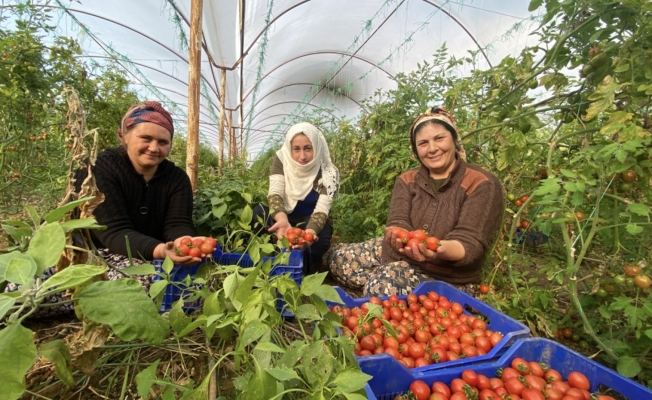 Dünya Emekçi Kadınlar Günü’nü serada domates toplayarak geçiriyorlar