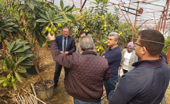 Yenidünya meyvesinin ilk örtü altı hasat heyecanı Yenidünya meyvesinin ilk örtü altı hasat heyecanı