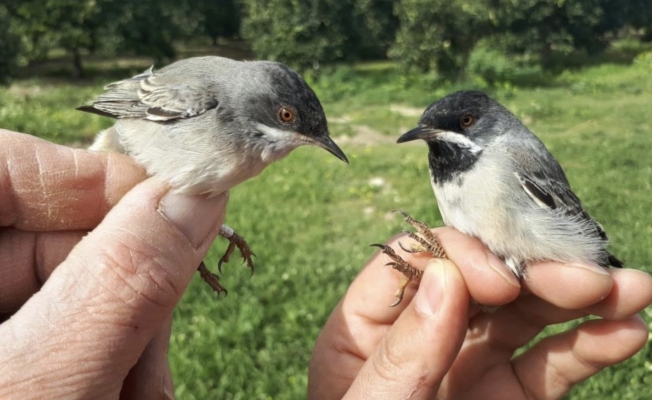 Hollandalı kuş bilimciler Antalya'da gönüllü kuş halkalıyor