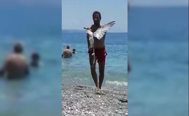 Ağa takılan martıya hayat kurtaran müdahale Ağa takılan martıya hayat kurtaran müdahale