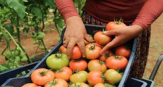Antalya’da domates çiftçinin yüzünü güldürdü