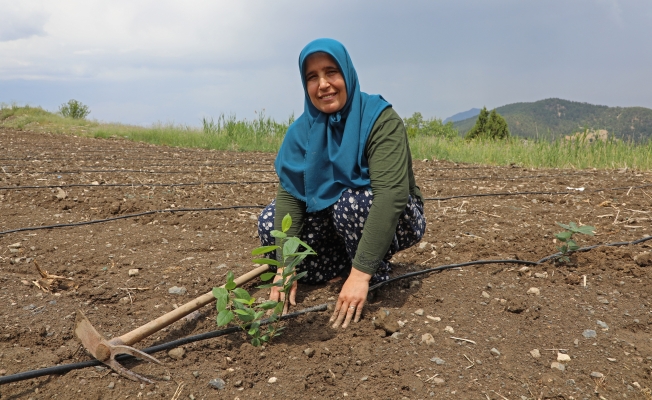  “Aronya” üreticiye alternatif olacak