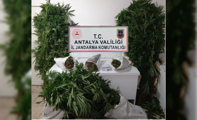 Bahçesinde kenevir yetiştiren şüpheli yakalandı Bahçesinde kenevir yetiştiren şüpheli yakalandı