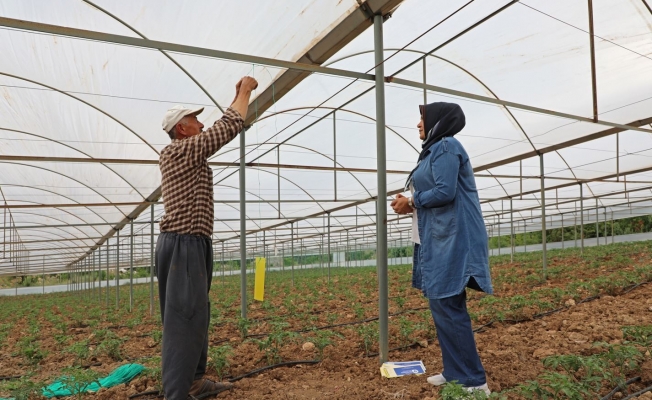 Antalya’da üreticilere beyazsinekle mücadele için renkli yapışkan verildi
