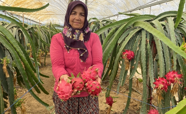 Ejder meyvesinde hasat başladı