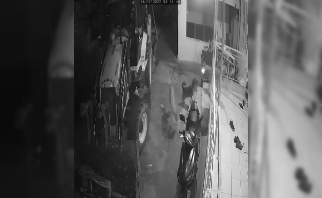 Köpeklerin organize ayakkabı hırsızlığı kamerada