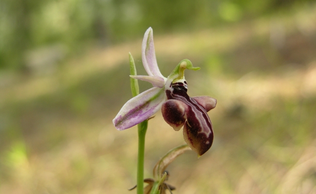 Dünyada sadece Manavgat'ta olan Antalya orkidesi 10 yıl sonra yeniden bulundu
