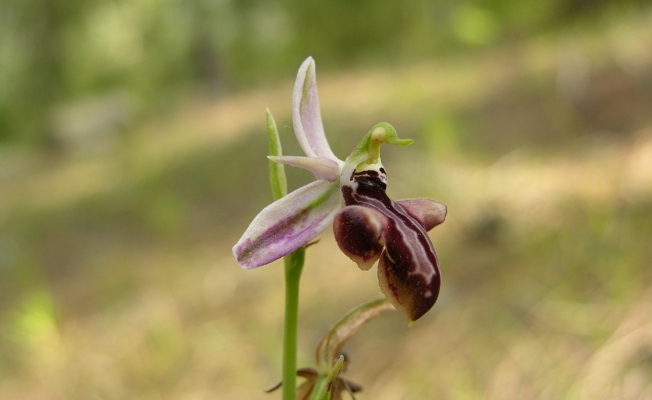 Manavgat yangını saman orkidesi türünü yok etti