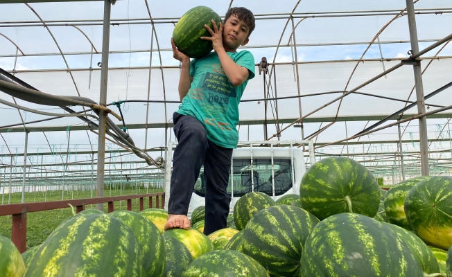  Antalya'da örtü altı karpuz hasatı başladı