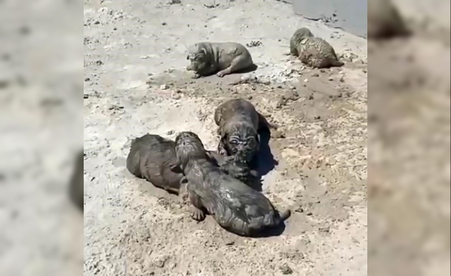 Antalya’da yavru köpeklere beton atık suyu katliamı