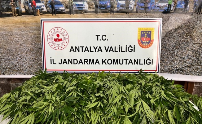 Antalya'da 268 kök kenevir ele geçirildi