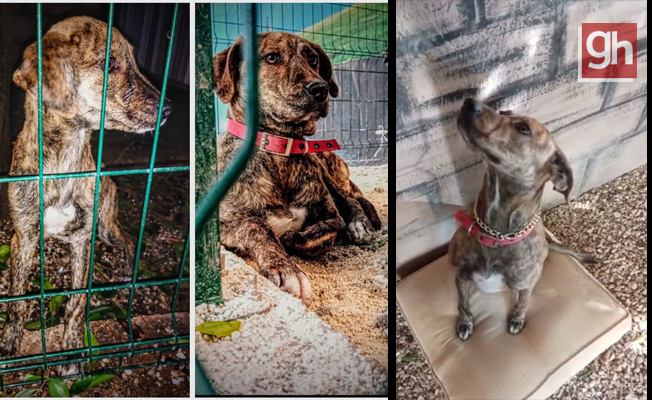 Bitkin bulduğu sokak köpeği arama kurtarmada görev alacak Bitkin bulduğu sokak köpeği arama kurtarmada görev alacak
