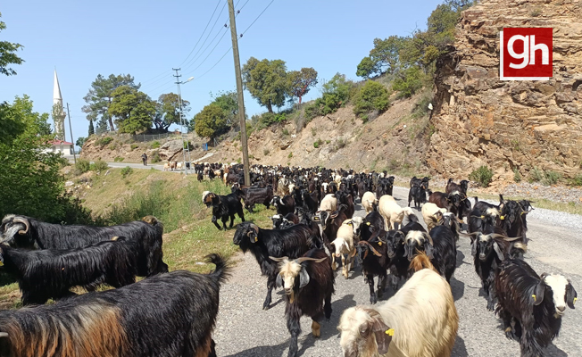 Yörüklerin yaylalara göçü başladı Yörüklerin yaylalara göçü başladı