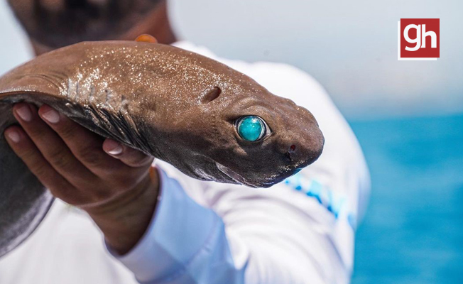 Antalya açıklarında balıkçının oltasına köpek balığı takıldı