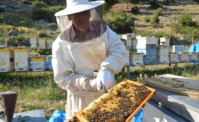 Antalya'da arı kovanlarının yeni adresi bin 960 metre rakımlı yaylalar