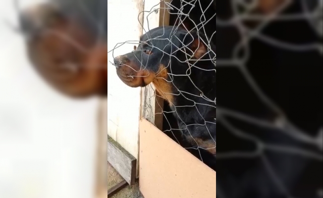 İş yerini bekleyen rottweiler cinsi köpekler hırsızlar tarafından çalındı İş yerini bekleyen rottweiler cinsi köpekler hırsızlar tarafından çalındı