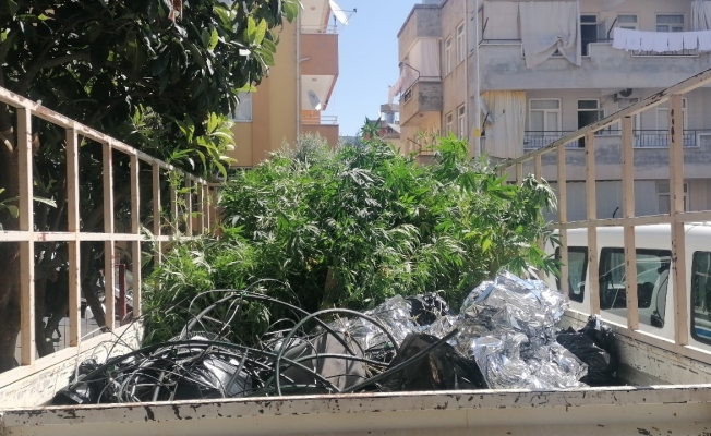 Karşılıklı iki daire kiraladı uyuşturucu yetiştirdi Karşılıklı iki daire kiraladı uyuşturucu yetiştirdi
