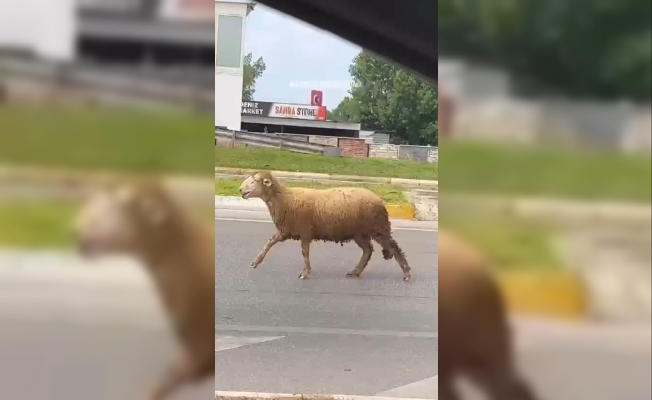 Sahibinden kaçan kurbanlık kuzu plajı birbirine kattı Sahibinden kaçan kurbanlık kuzu plajı birbirine kattı