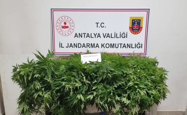 Antalya'da 248 kök kenevir bitkisinin ve 33 gram kubar esrar maddesi ele geçirildi