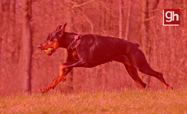 Doberman parkta aileye dehşeti yaşattı Doberman parkta aileye dehşeti yaşattı