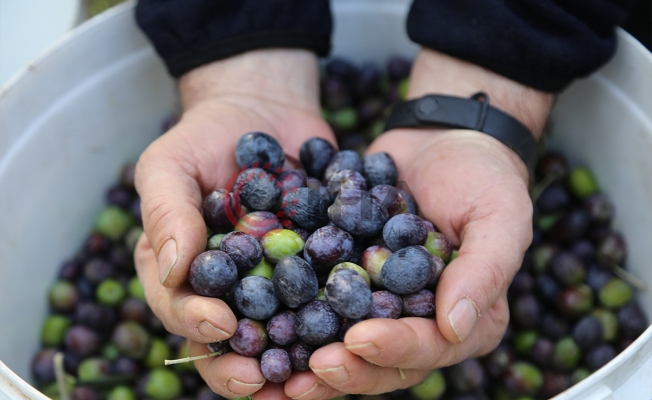 İklim krizi zeytin hasadını vurdu İklim krizi zeytin hasadını vurdu