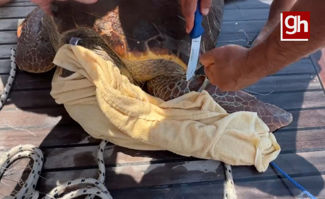 Caretta carettayı denize atlayarak kurtardı Caretta carettayı denize atlayarak kurtardı