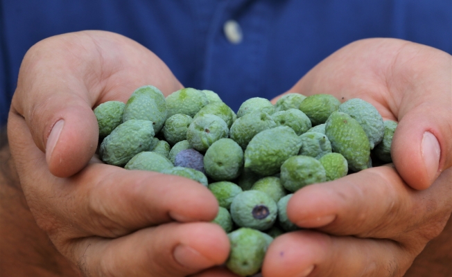 Çöl sıcakları zeytin üretimini vurdu!