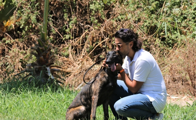 Dutch Shepherd cinsi köpek için seferber oldular
