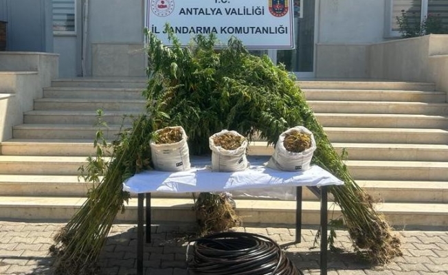Jandarmadan ormanlık alana uyuşturucu operasyonu Jandarmadan ormanlık alana uyuşturucu operasyonu