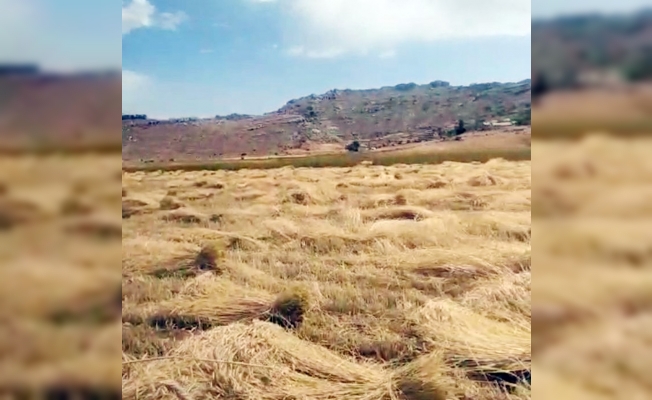 Yaylalarda hububat hasadı başladı