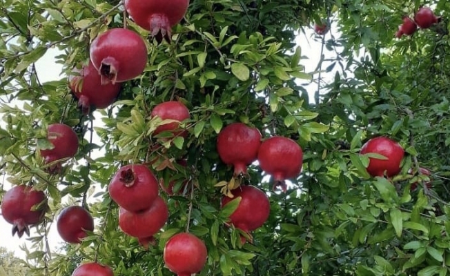 Çekirdeksiz ve dikensiz nar hasadı Çekirdeksiz ve dikensiz nar hasadı