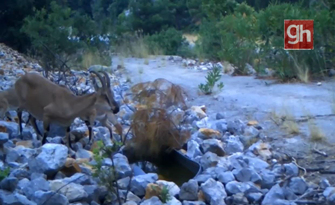 Muhteşem fotokapan görüntüsü! Muhteşem fotokapan görüntüsü!